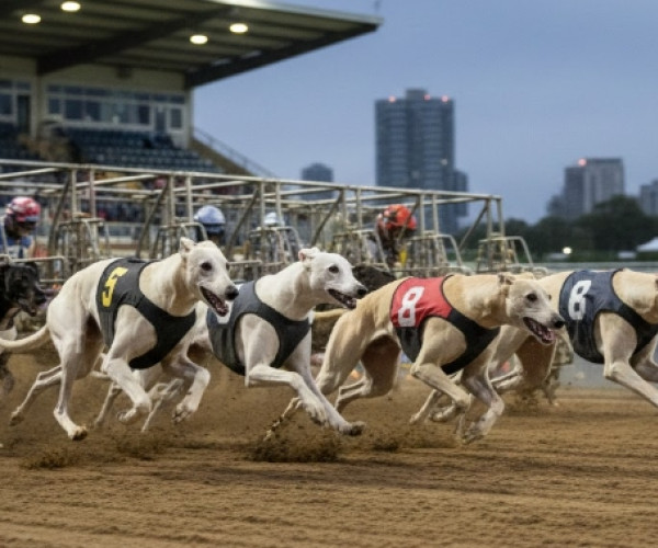 Greyhound Closing Line Value Dynamics
