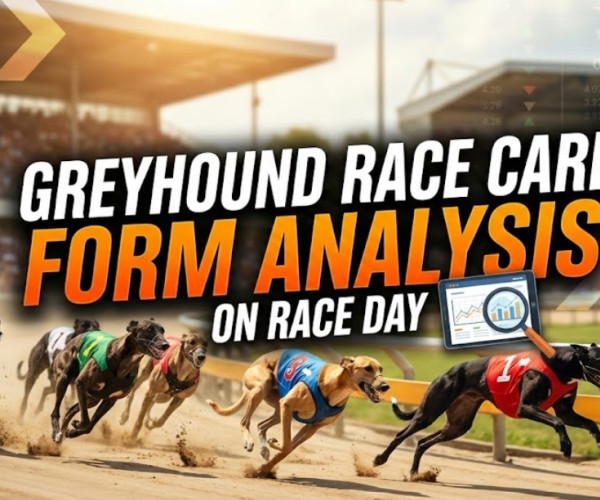 Greyhound Racecard Form Analysis On Raceday